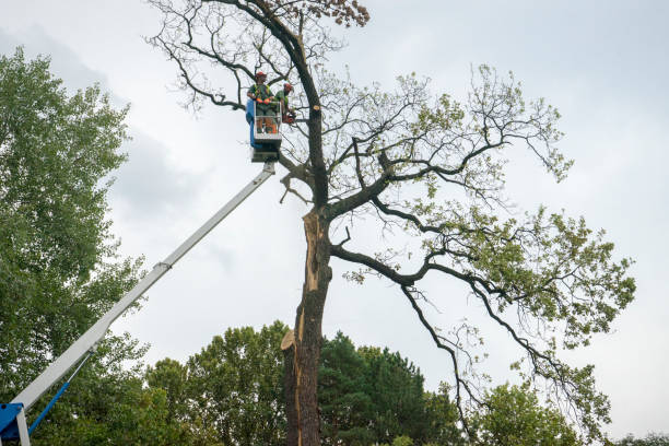 Best Storm Damage Tree Cleanup  in Lake Linden, MI