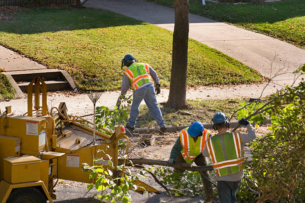 Trusted Lake Linden, MI  Tree Services Experts