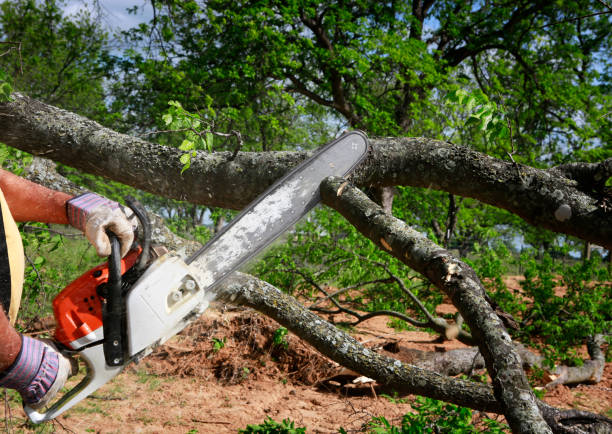 Best Tree and Shrub Care  in Lake Linden, MI